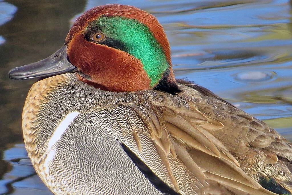 Green-winged Teal by Birdman of Beaverton is licensed under CC BY-NC-SA 2.0.